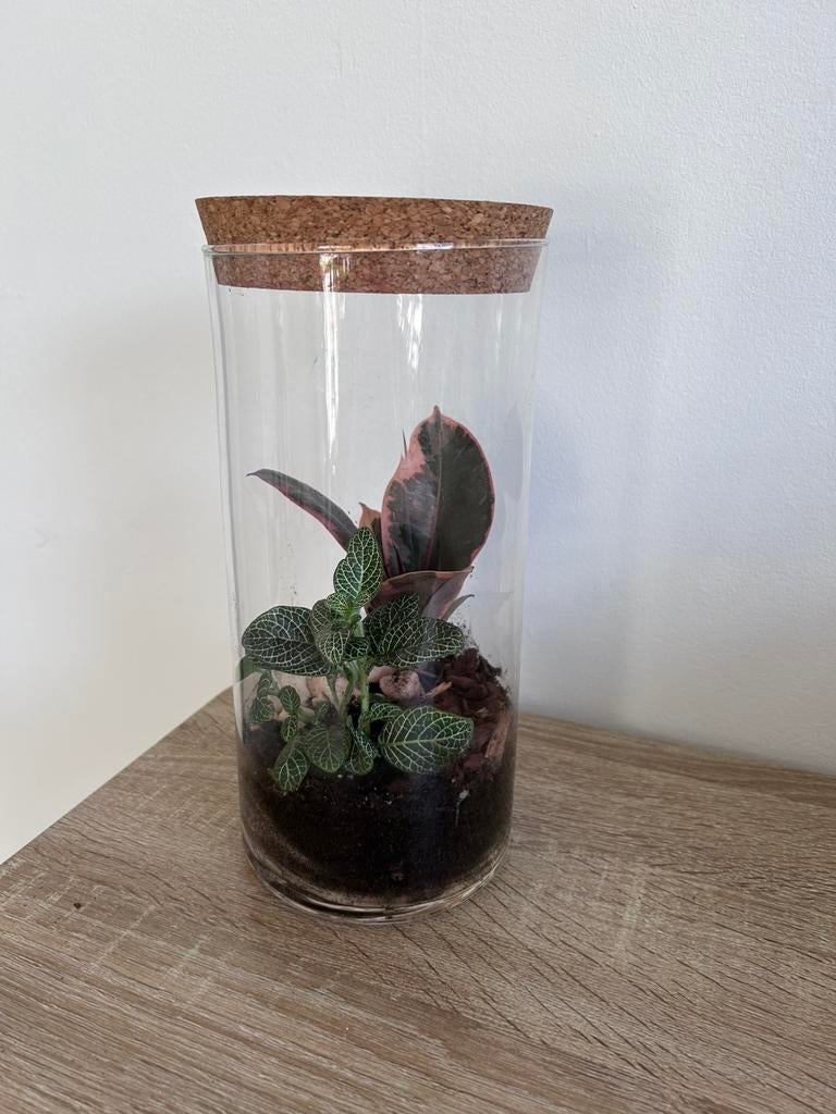Ecosysteem met 2 plantjes, Huis en Inrichting, Kamerplanten, Ophalen, Halfschaduw, Minder dan 100 cm