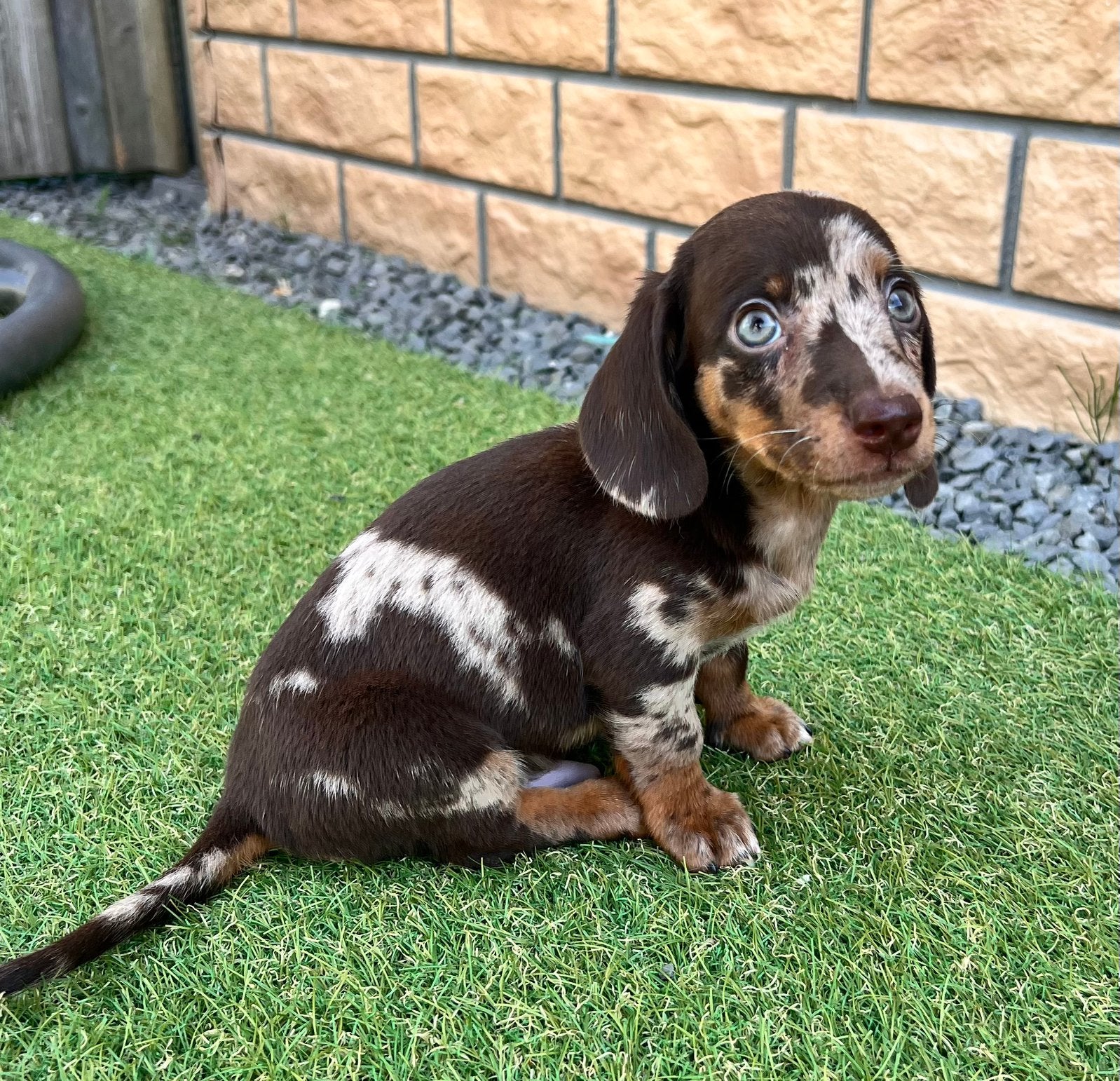 ❤️❤️Super mooie dwerg teckel pups❤️❤️, Dieren en Toebehoren, Honden | Teckels en Dashonden, 8 tot 15 weken, Korthaar, Dwerg, Meerdere