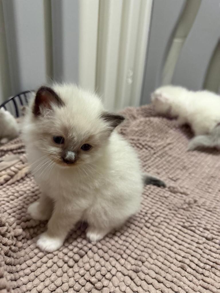 Ragdoll kittens, Meerdere dieren