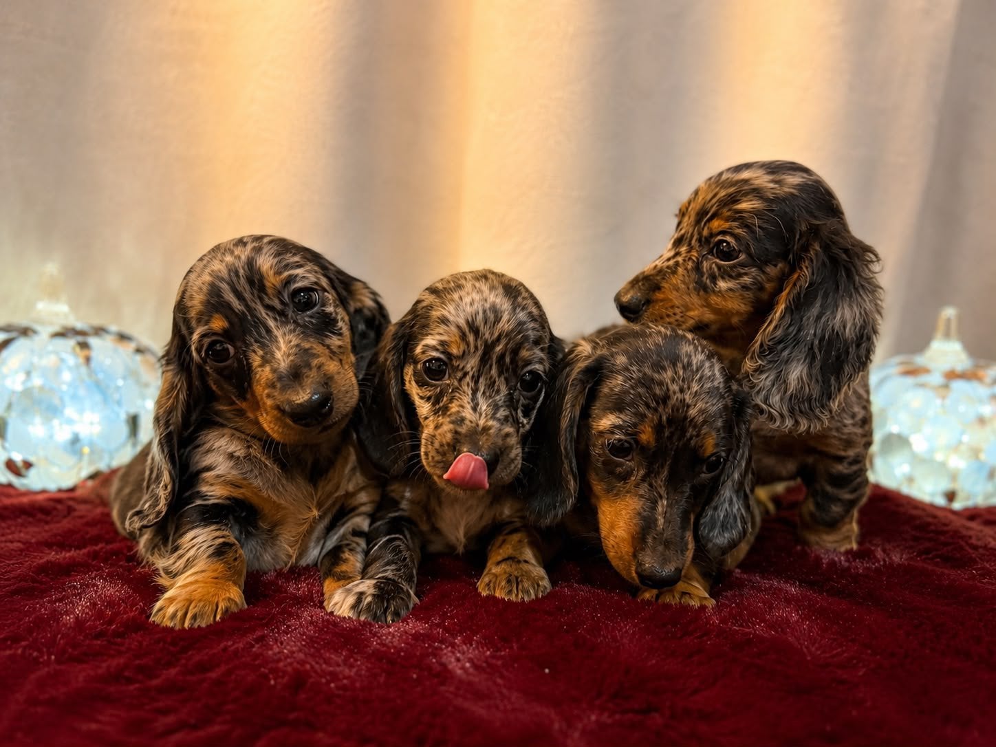 Prachtige langhaar Merle dwergteckel pups, 8 tot 15 weken, Dwerg, Langhaar, Meerdere