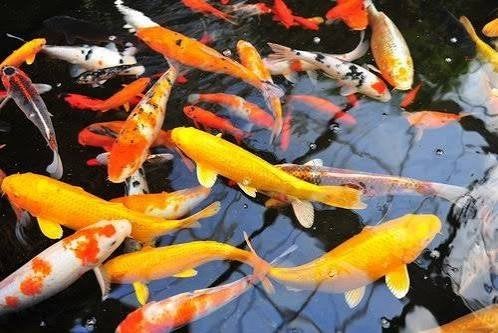 gratis gezocht vijver vissen, Goudvis(sen)