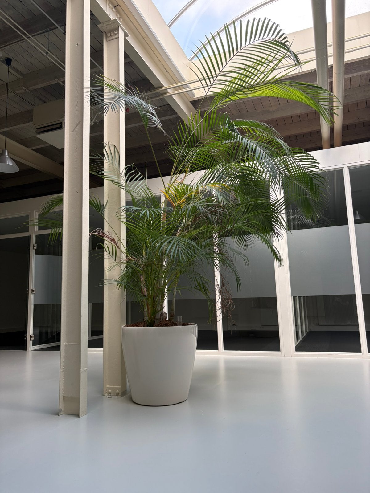 Kamerplanten, Overige soorten, 250 tot 400 cm, Zomer, Ophalen