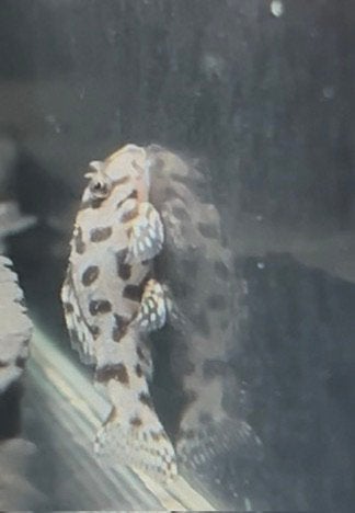 Hypancistrus sp. L236 SW - Super white plecos, Vis, Zoetwatervis