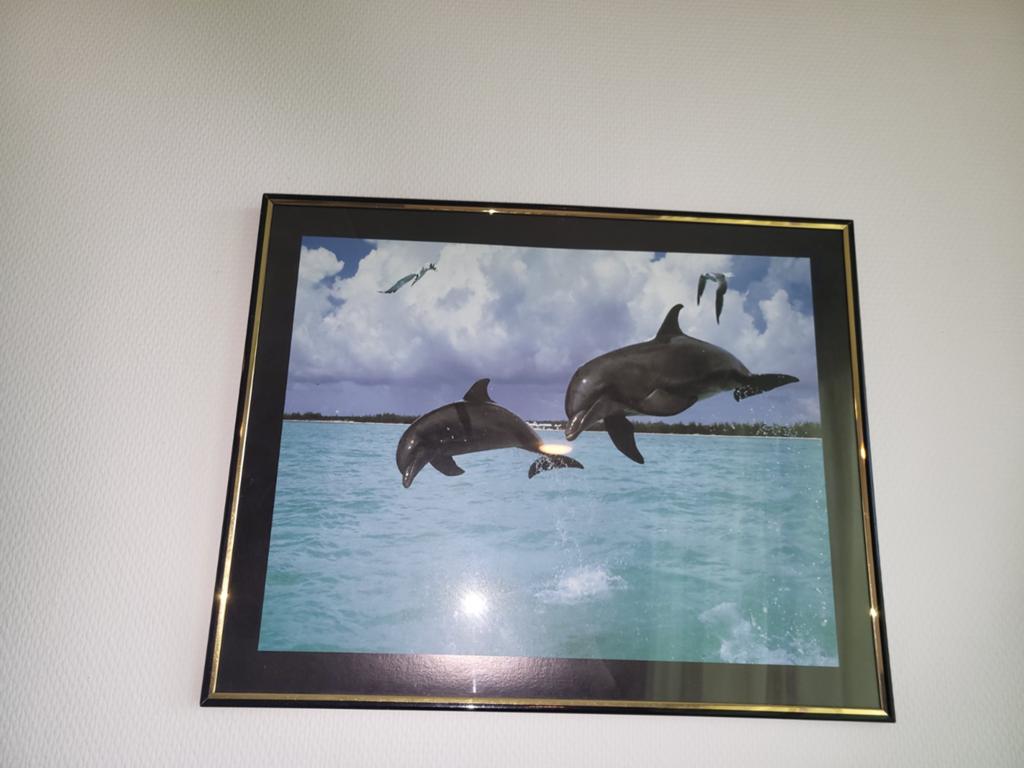 Dolfijnen foto in glazen lijst zgan, Ophalen