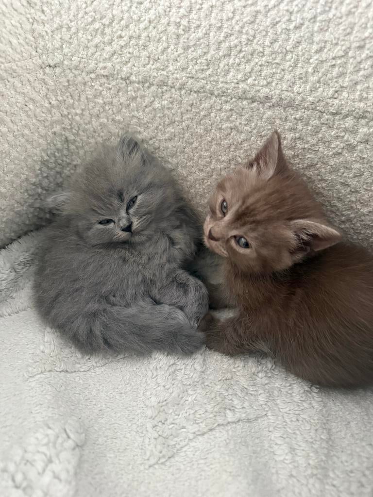 British Kort and long haar, Dieren en Toebehoren, Katten en Kittens | Overige Katten, Meerdere dieren