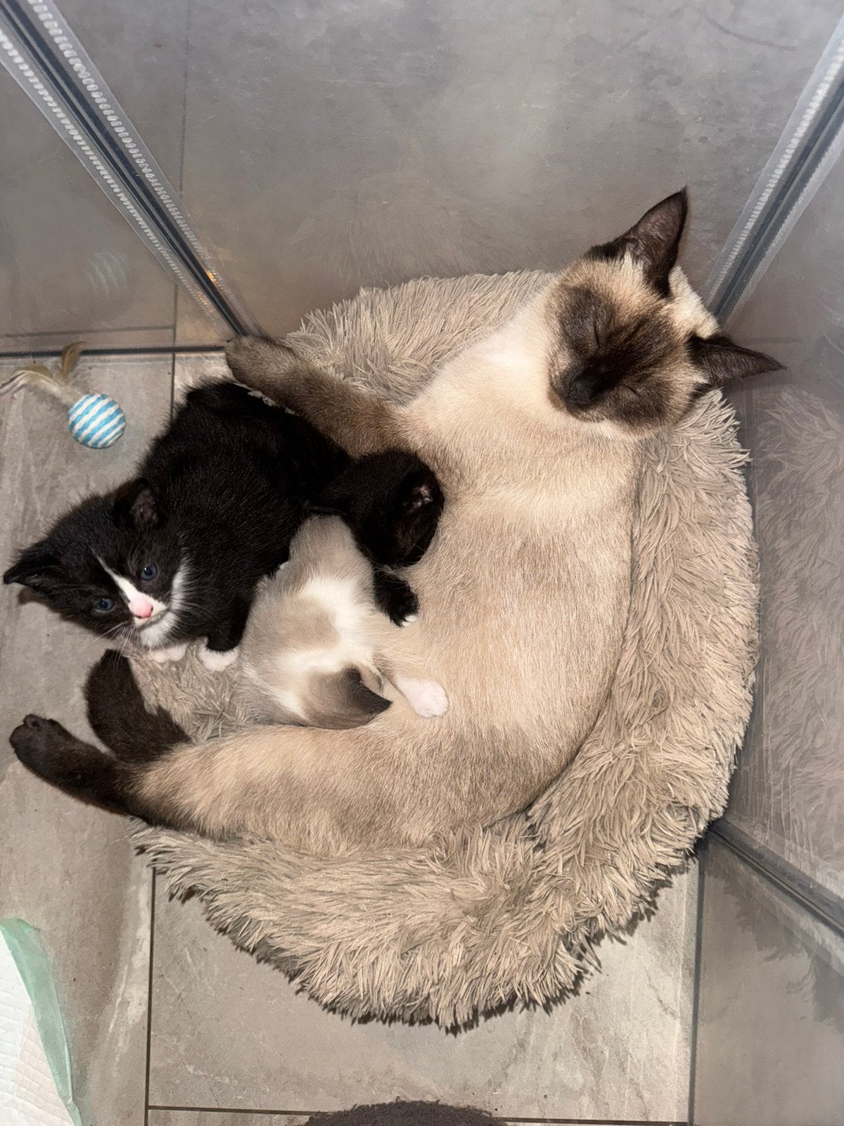 Ragdoll kittens kruising, Dieren en Toebehoren, Poes, Kortharig, 0 tot 2 jaar
