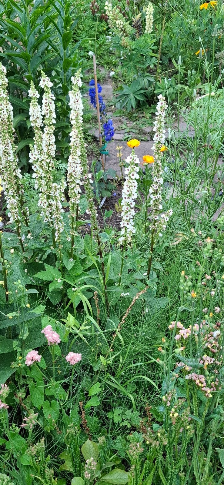 Zadenpakket wit, Tuin en Terras, Planten | Tuinplanten, Ophalen of Verzenden, Eenjarig, Overige soorten, Volle zon