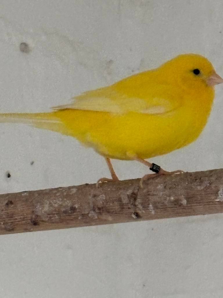 Kanarie pop, Dieren en Toebehoren, Vogels | Kanaries, Vrouwelijk, Kleurkanarie