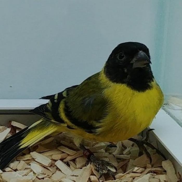 Spinus notata, Dieren en Toebehoren, Vogels | Overige Vogels, Meerdere dieren