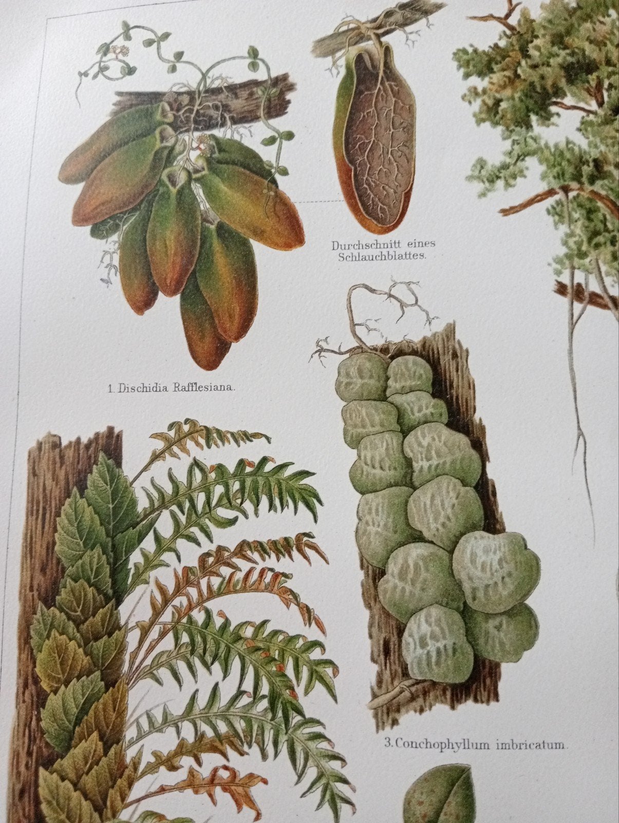 Botanische Epifyten Litho 1895, Ophalen of Verzenden, Voor 1940, Gebruikt