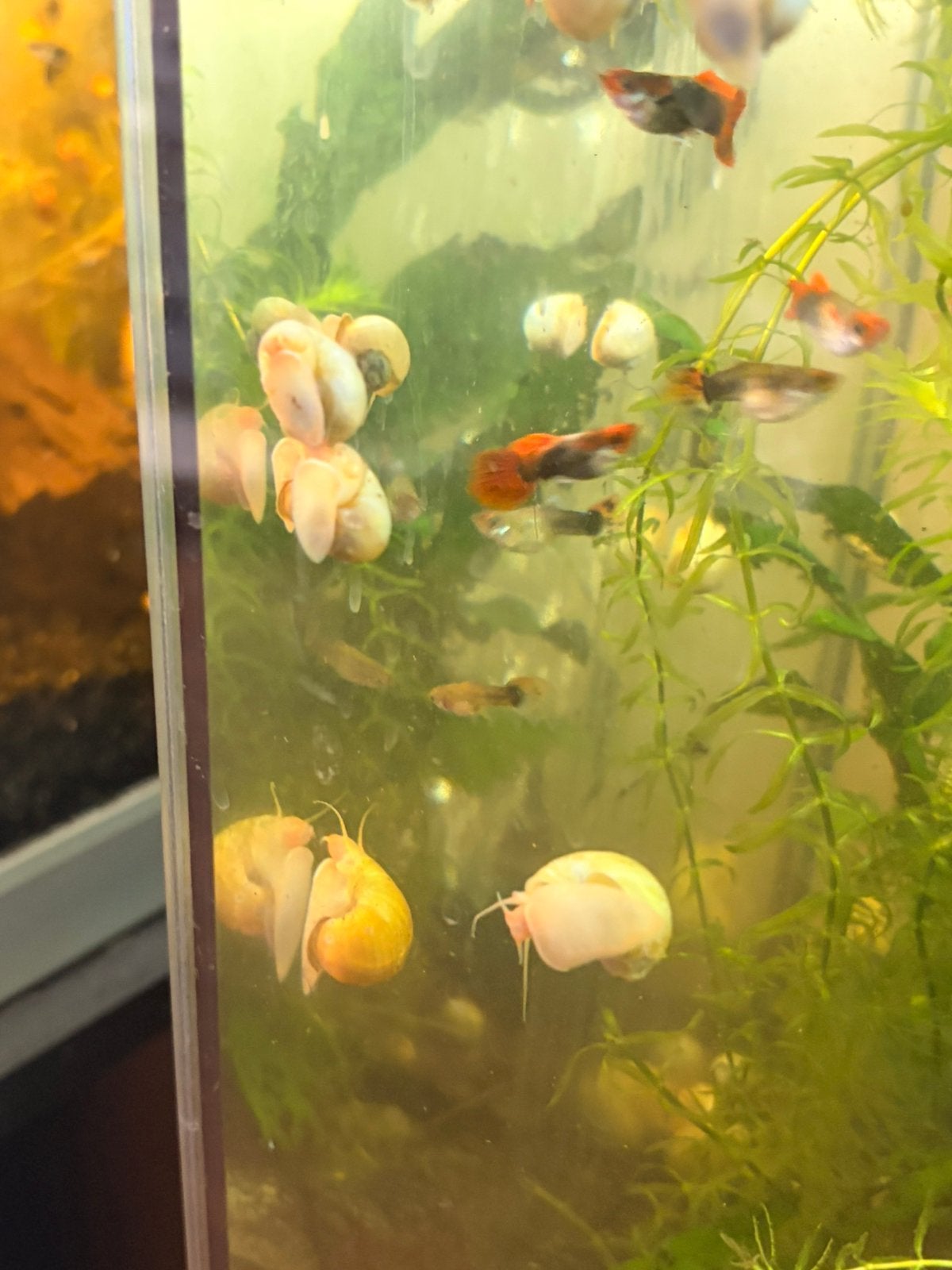 Appelslakken, Dieren en Toebehoren, Vissen | Aquariumvissen, Slak of Weekdier