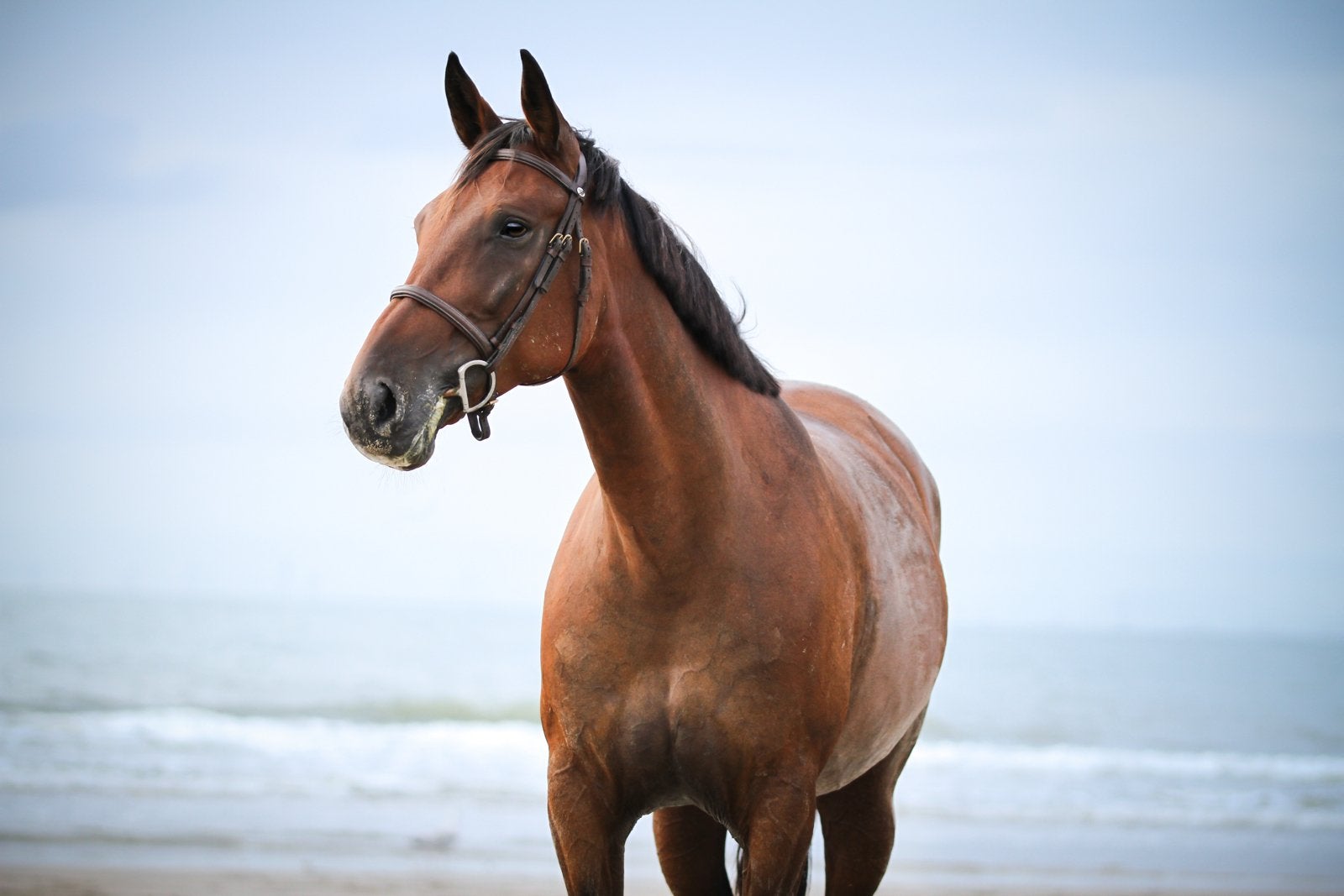 Verzorgster gezocht voor lieve merrie, Ophalen, Nieuw
