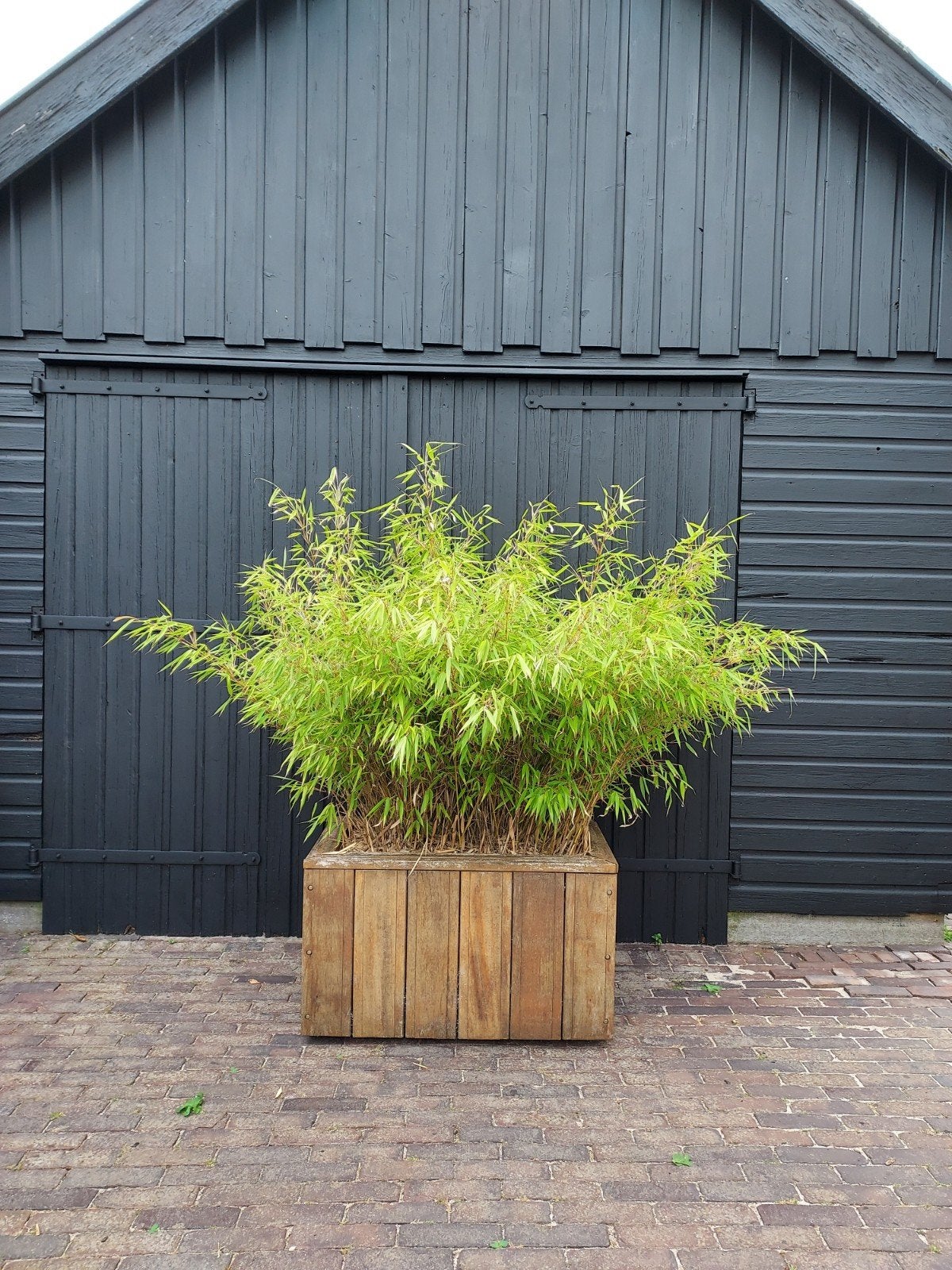 Bamboe hardhouten bloembak, Bloeit niet, Halfschaduw, 100 tot 250 cm, Overige soorten