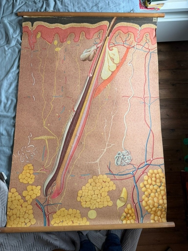 Vintage Schoolplaat - De huid - 120x90 cm - Op linnen, Antiek en Kunst, Ophalen of Verzenden, Natuur en Biologie