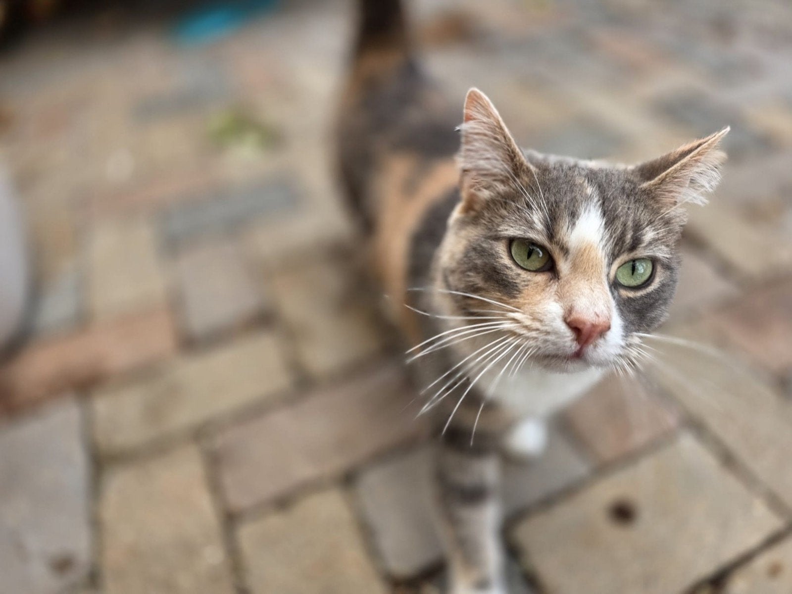 Lieve knuffelkat zoekt gouden mandje, Dieren en Toebehoren, Poes, Kortharig, 3 tot 5 jaar