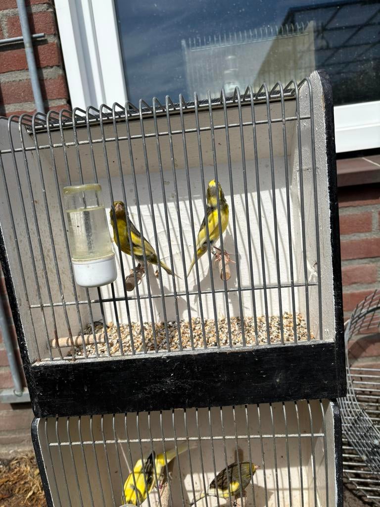 Timbrado Man, Dieren en Toebehoren, Mannelijk, Zangkanarie