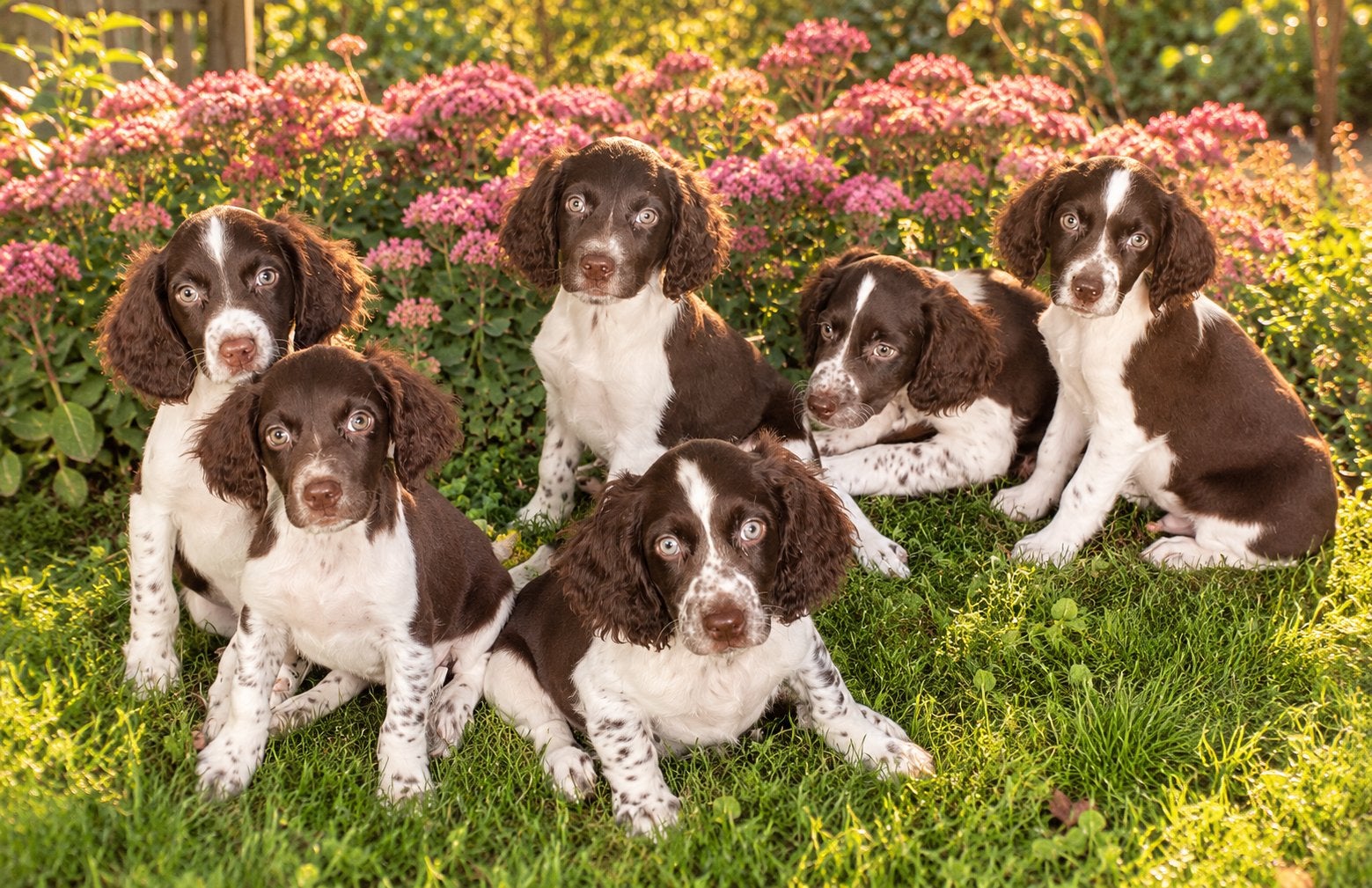 Prachtige speelse HEIDEWACHTEL pups, Nederland, Overige rassen, CDV (hondenziekte), 8 tot 15 weken