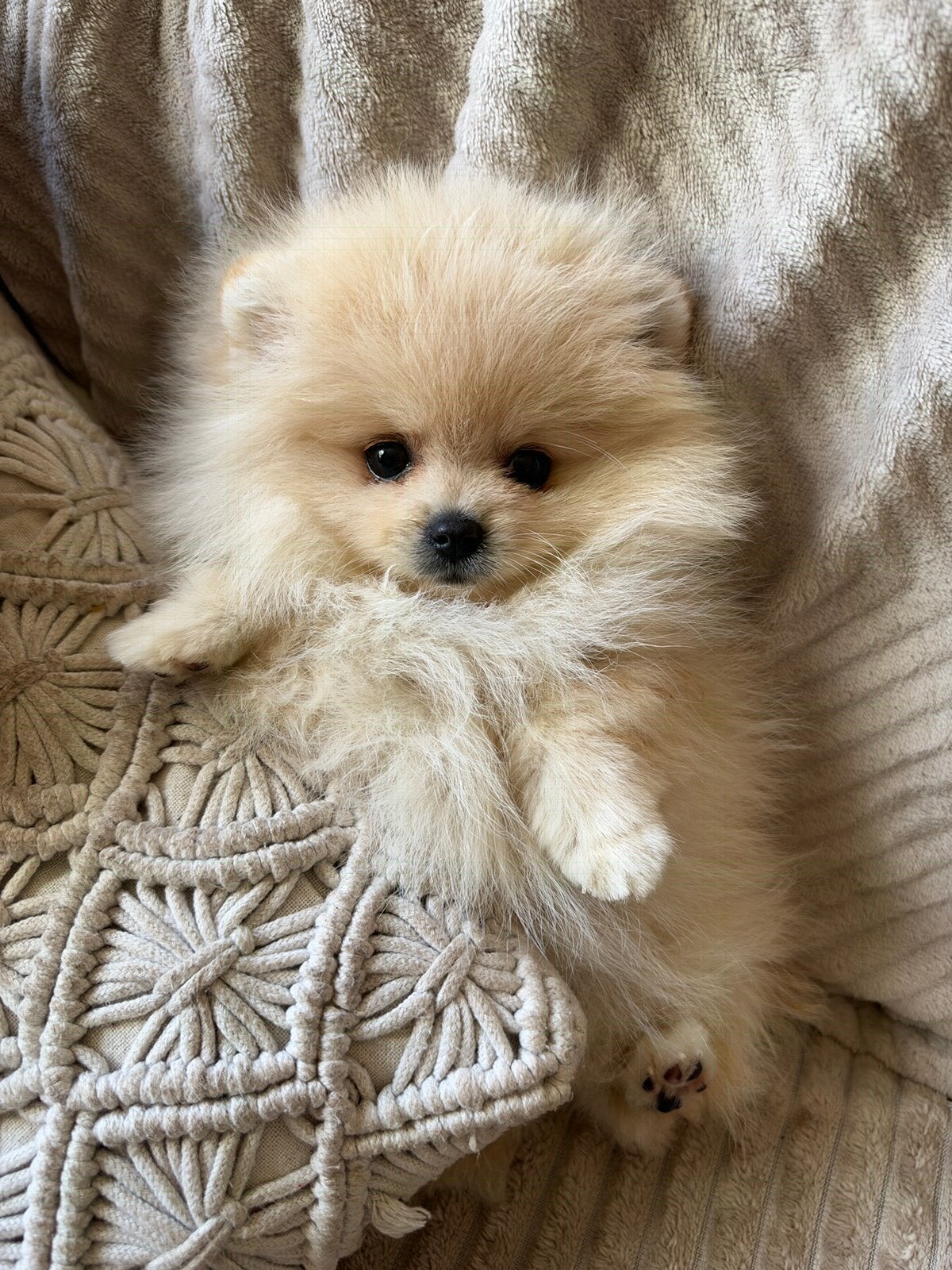 Lief teacup pomeriaan teefje, Fokker | Hobbymatig, Keeshond, Rabiës (hondsdolheid), 15 weken tot 1 jaar