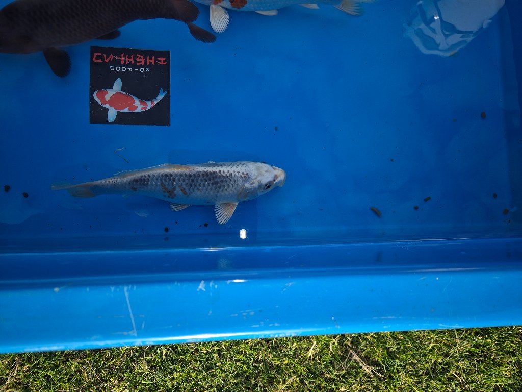 Kujaku, Karper of Koi