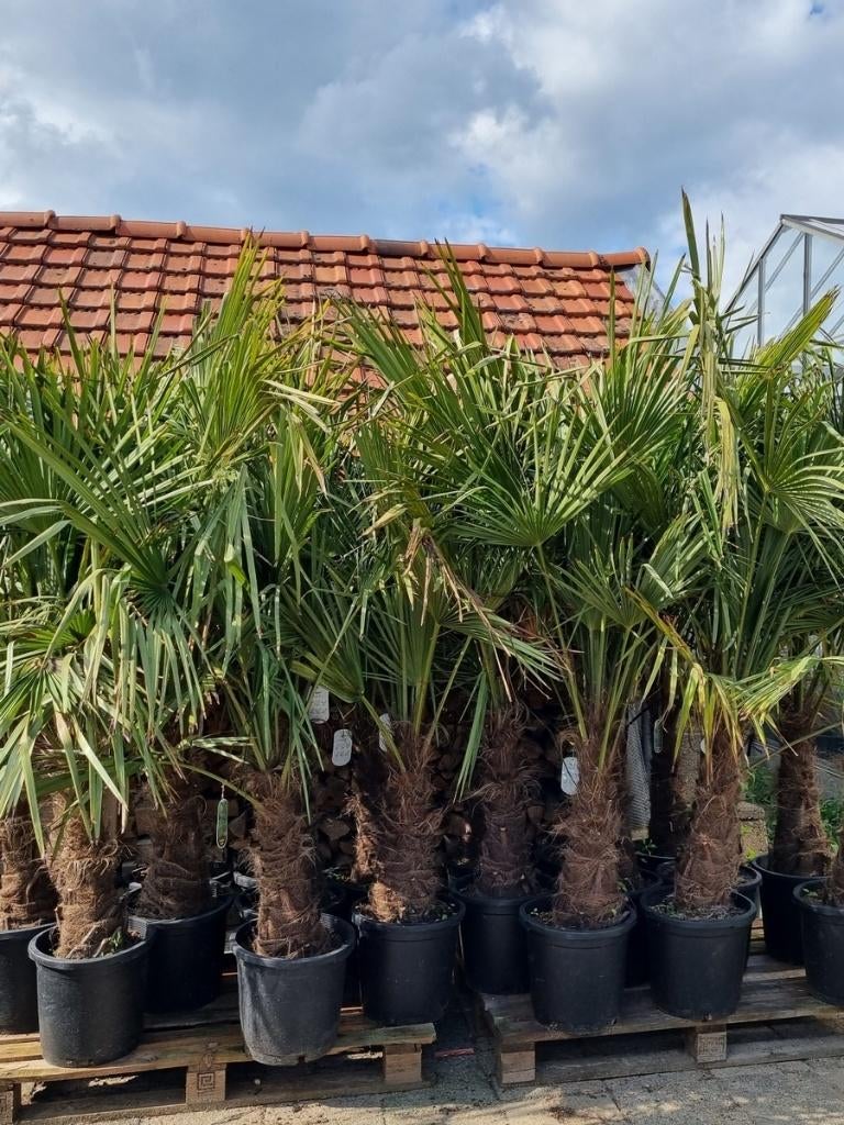 MOOIE GOED GEWORTELDE WINTERHARDE TRACHYCARPUS PALMEN., Tuin en Terras, Planten | Bomen, Palmboom, 100 tot 250 cm, Halfschaduw