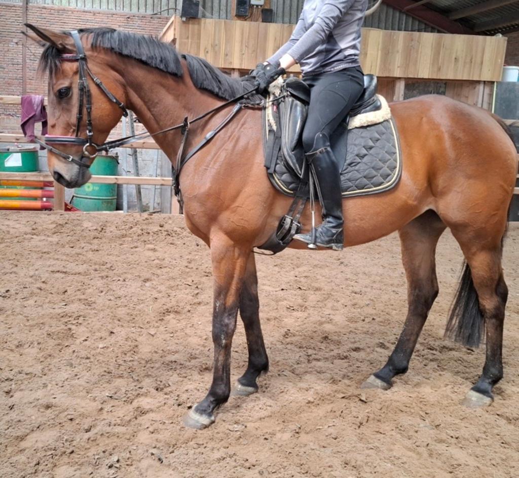 Brave 12 jr recreatie-manege ruin ca 1,64 mtr, Dieren en Toebehoren, Paarden, Ruin, 160 tot 165 cm, 11 jaar of ouder, Recreatiepaard