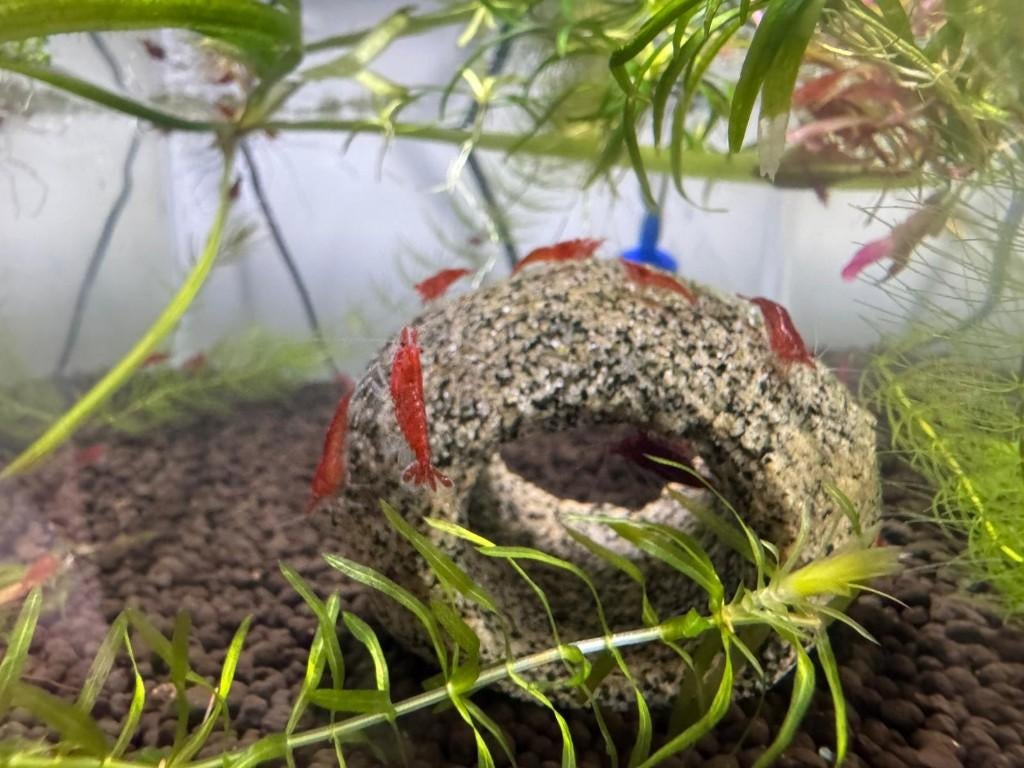aquarium plantjes, Dieren en Toebehoren, Vissen | Aquaria en Toebehoren, Ophalen, Nieuw, Plant(en), Steen of Hout