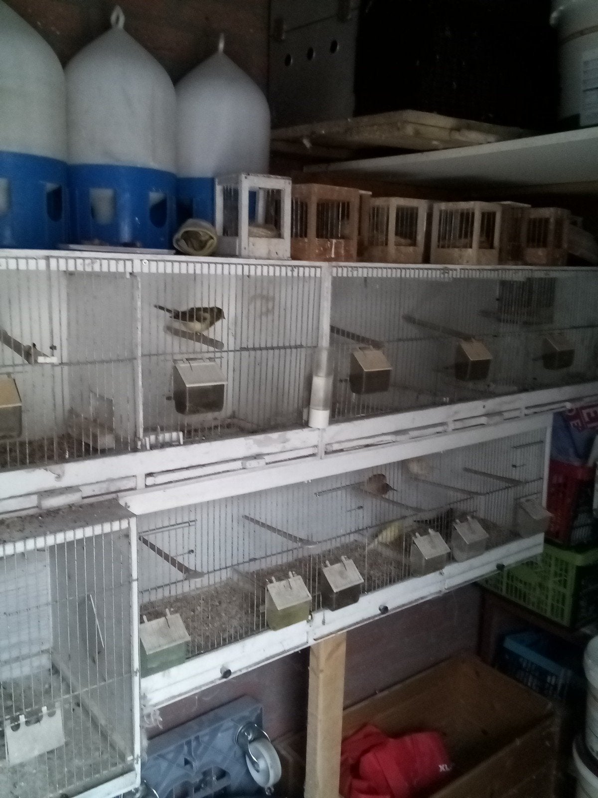 te koop broedkooien, Ophalen of Verzenden, Gebruikt, Hout, Broedkooi of Kweekkooi