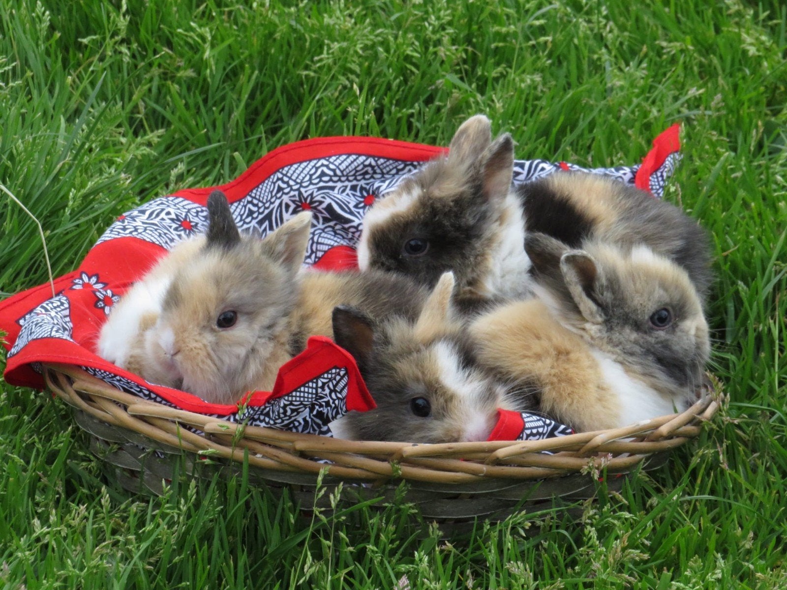 Vossjes Konijnen, Meerdere dieren, Middelgroot, 0 tot 2 jaar