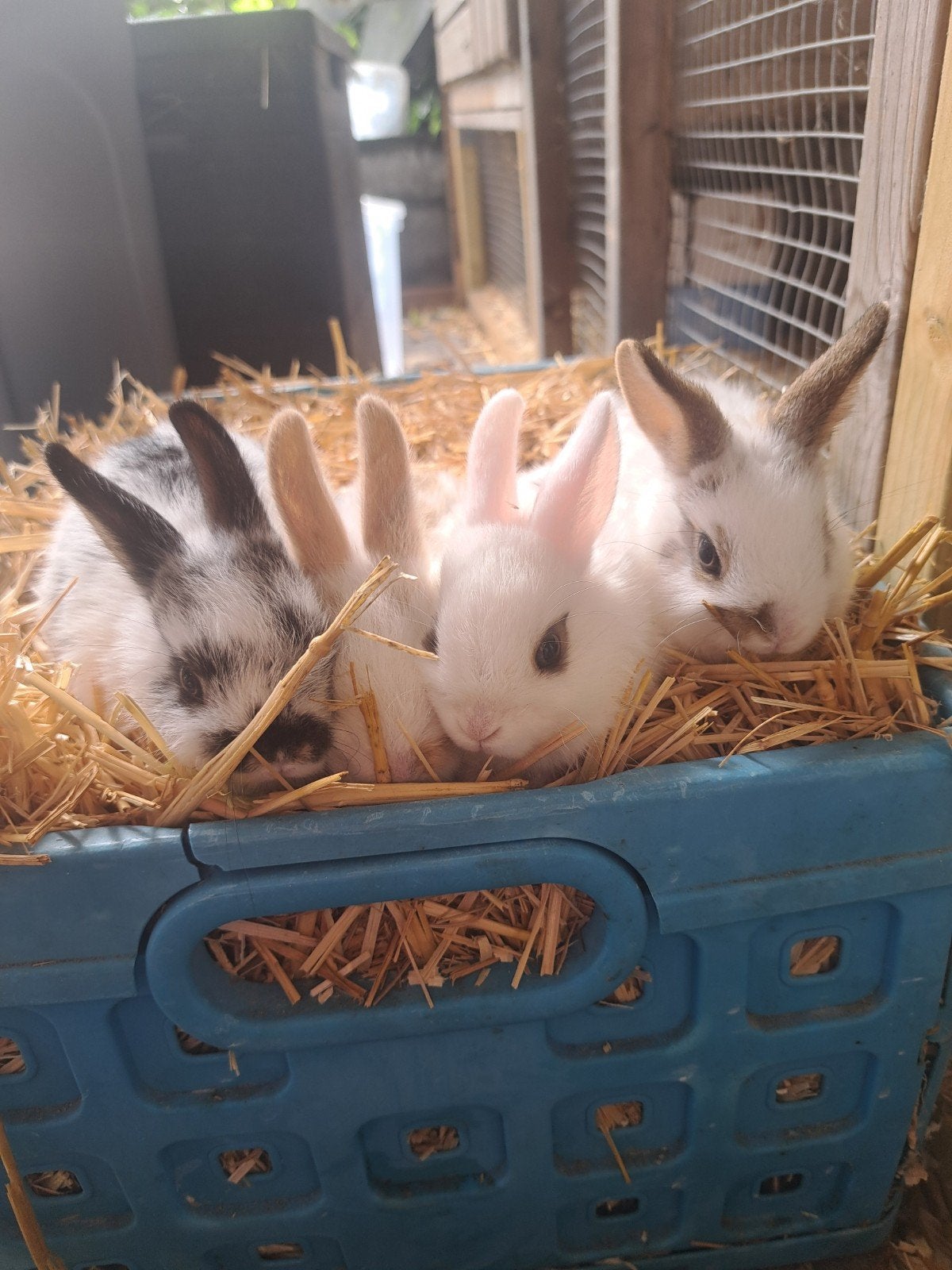 Baby Konijntjes, Meerdere dieren, Dwerg, Hangoor, 0 tot 2 jaar