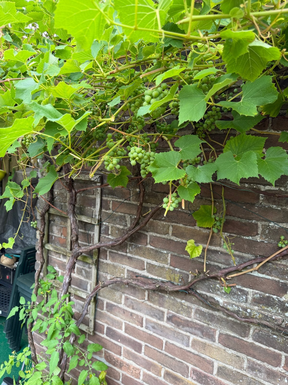 Druivenplant - Vaste plant met onrijpe druiven, Volle zon, Vaste plant, Ophalen of Verzenden, Zomer