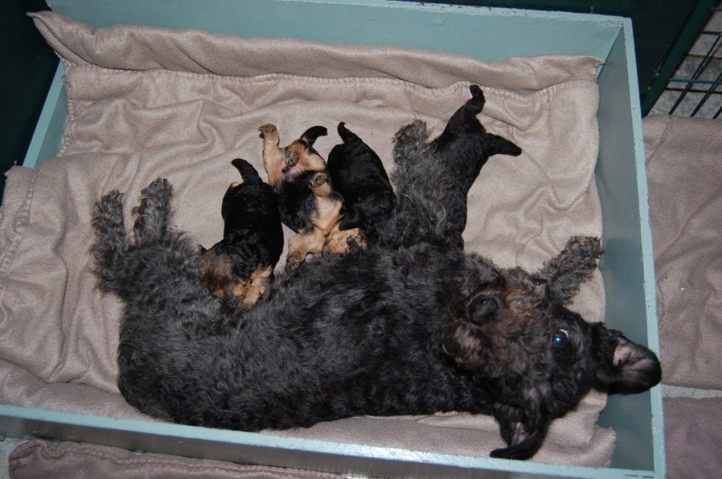 Lakeland Terriër pups, Dieren en Toebehoren, Honden | Jack Russells en Terriërs, Meerdere dieren, Overige rassen, Fokker | Hobbymatig