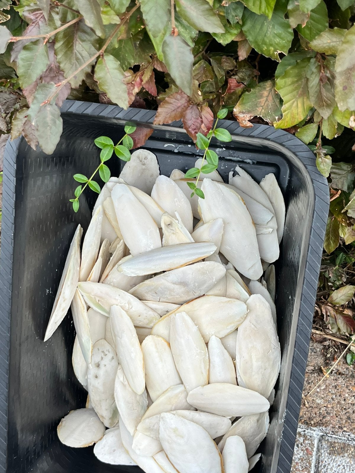 Sepia schelpen voor vogels, Meerdere dieren, Kleurkanarie