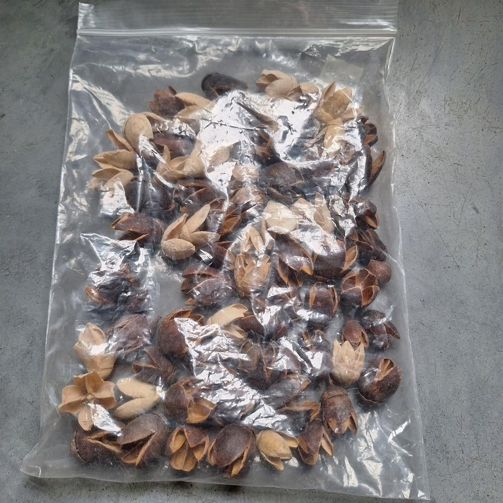 Bloemkelken gedroogd bakuli wit en bruin in zak decoratie, Ophalen of Verzenden, Zo goed als nieuw