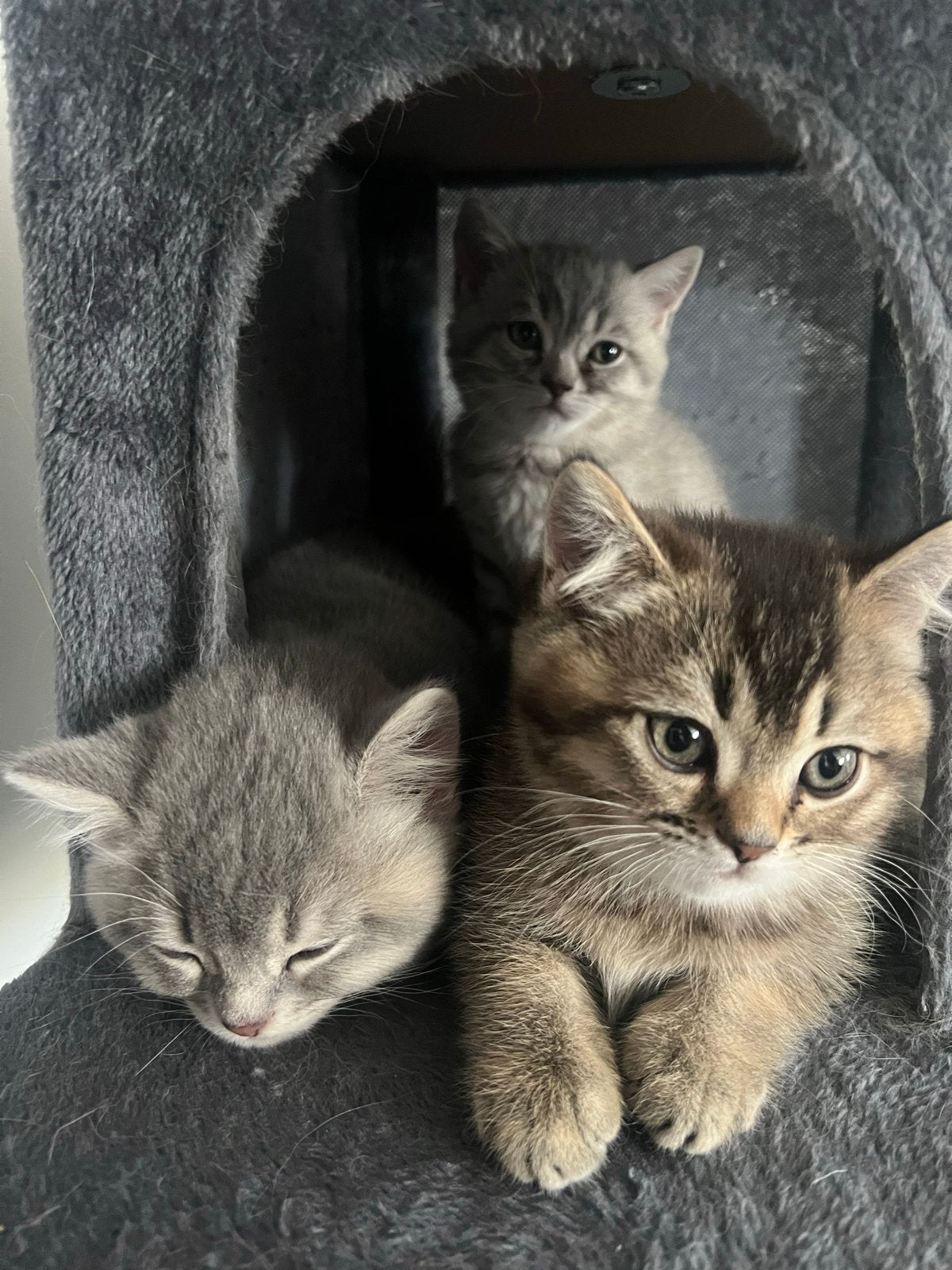 Prachtige britse korthaar kittens, Meerdere dieren, Kortharig, 0 tot 2 jaar