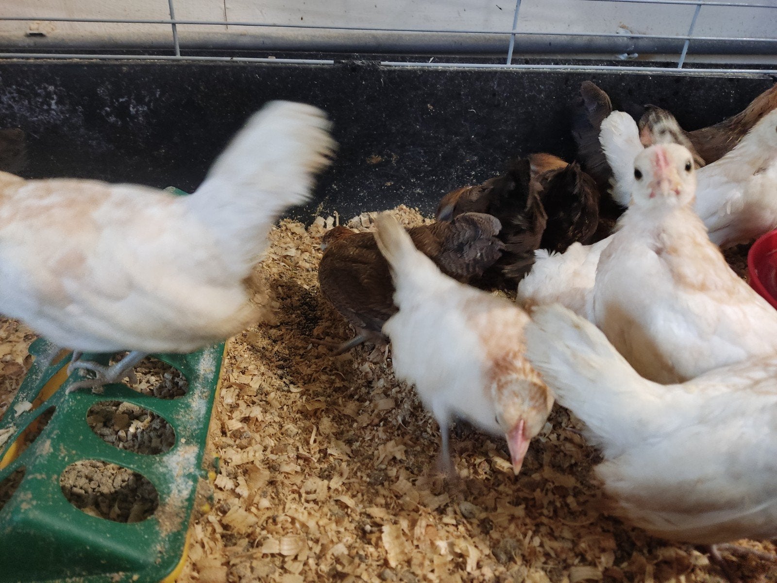 Te koop hollandse kriel rood geschouderd wit en geel patrijs, Dieren en Toebehoren, Pluimvee, Vrouwelijk, Kip