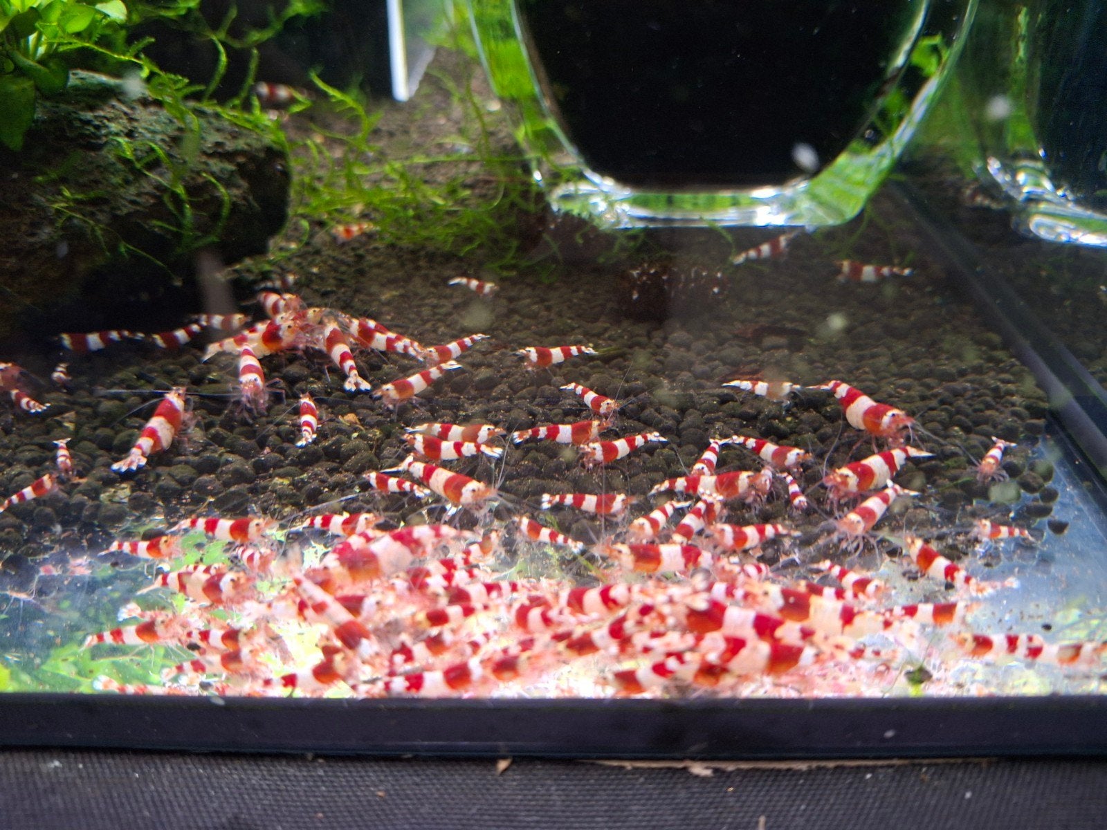crystal red caridina garnalen, Kreeft, Krab of Garnaal, Zoetwatervis, Schoolvis