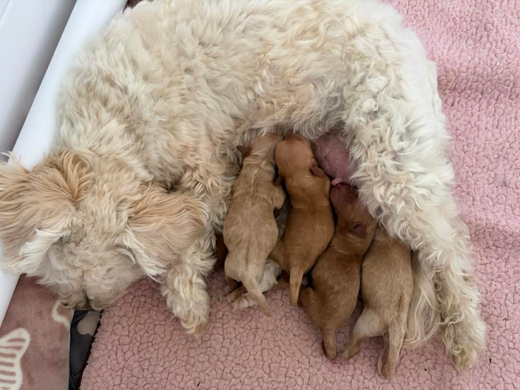 Maltipoo pups, Dieren en Toebehoren, Parvo, Overige rassen, 8 tot 15 weken, Meerdere dieren