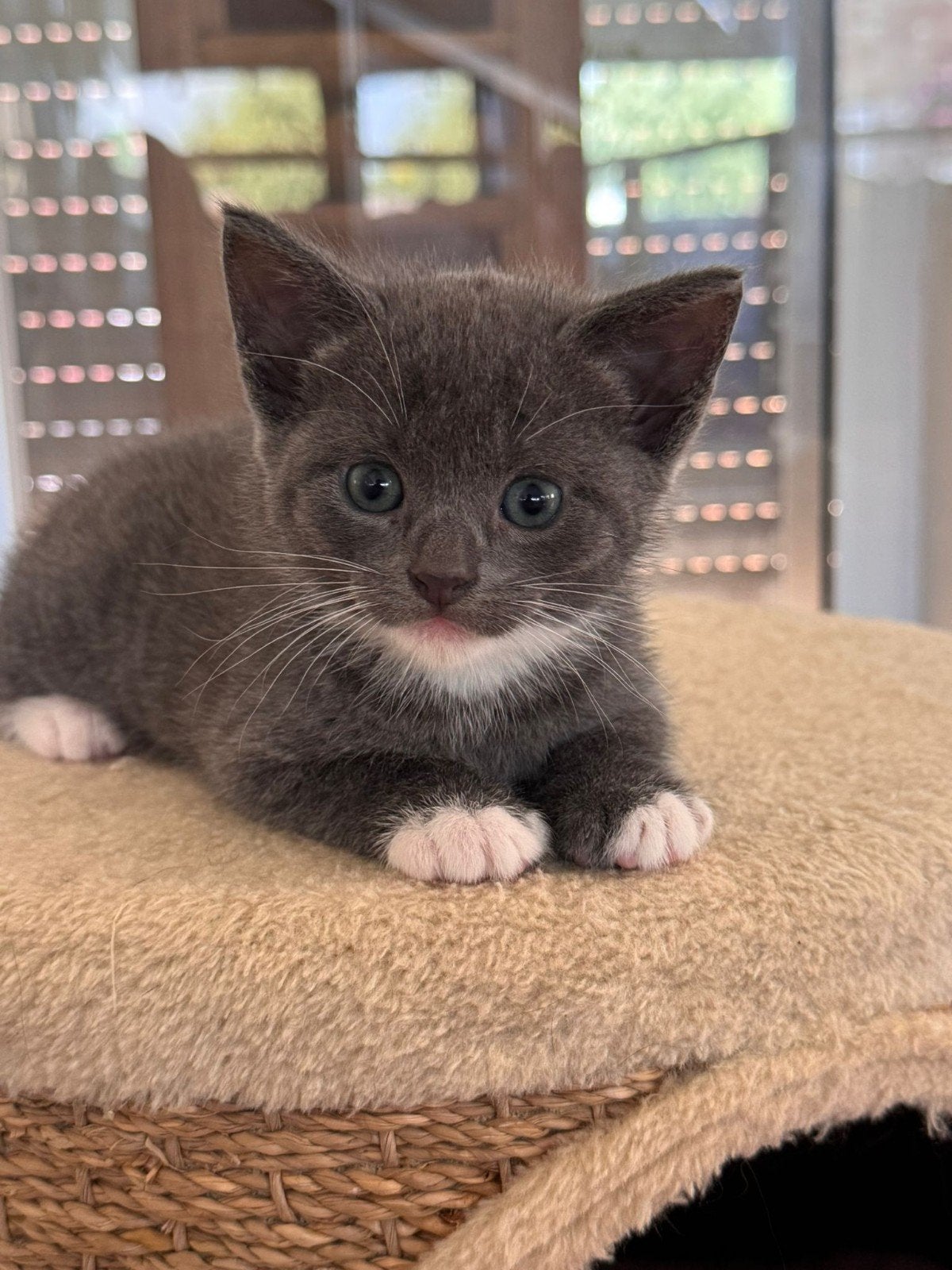 Kittens. Vader Britse korthaar., Poes