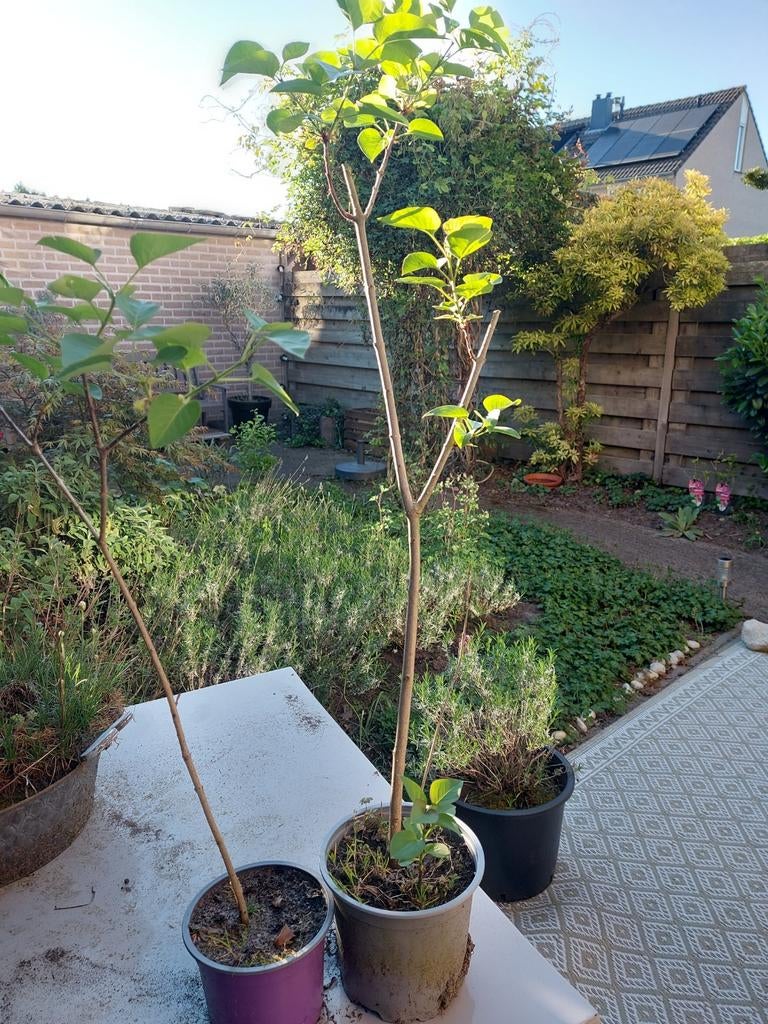Seringen planten, Ophalen of Verzenden, Overige soorten, Volle zon