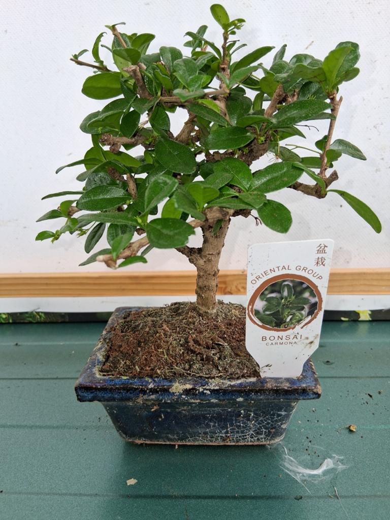 Div kleine bonsai, Ophalen, Overige soorten, Volle zon