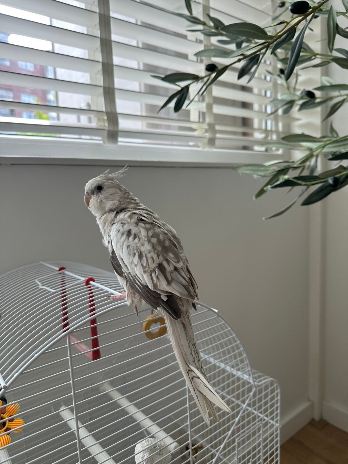 Een mooie valkparkiet te koop! Plus vogelkooi erbij, Dieren en Toebehoren, Vogels | Parkieten en Papegaaien, Geslacht onbekend