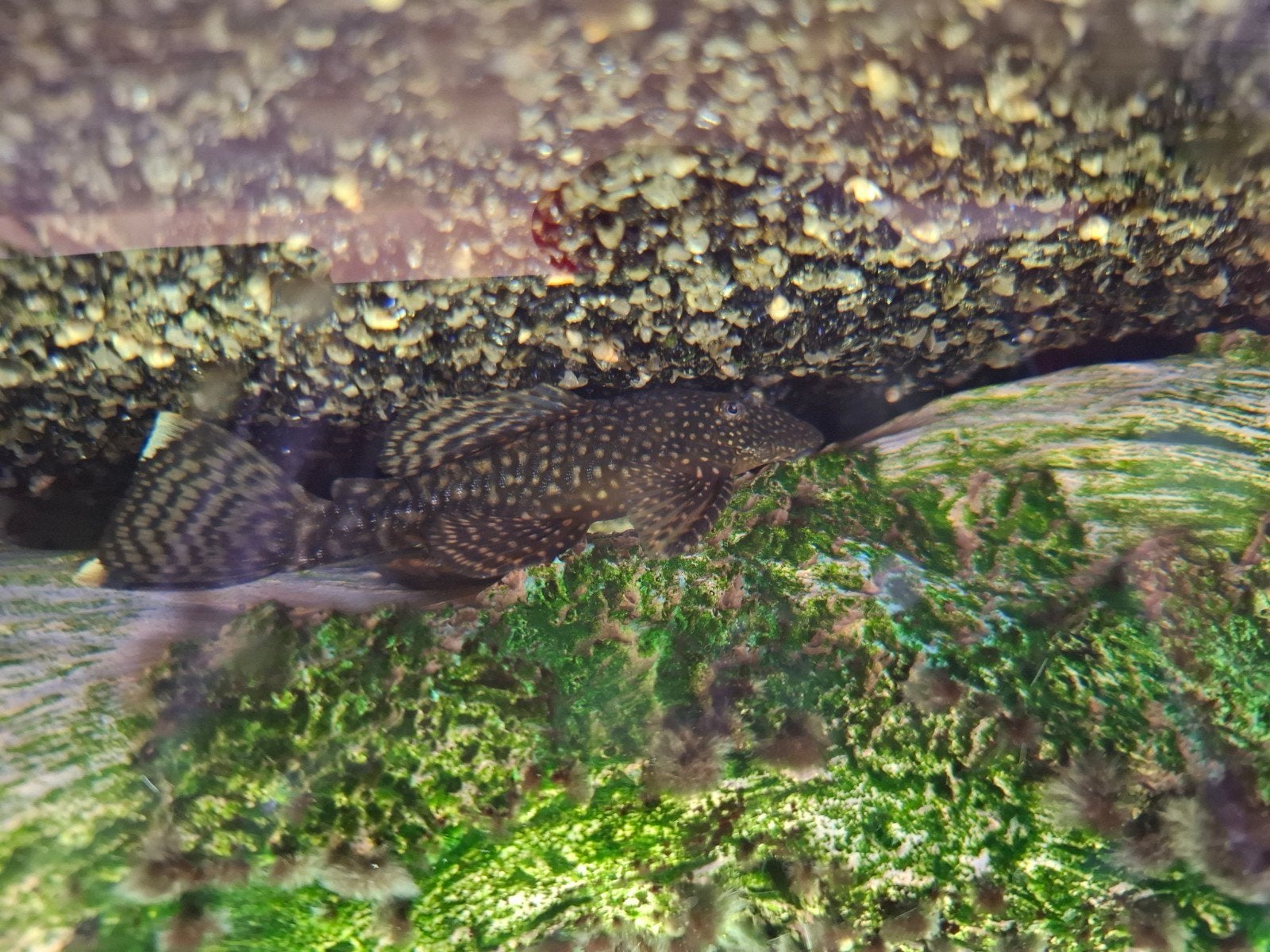 Algeneter  (borstelneus), Dieren en Toebehoren, Vissen | Aquariumvissen, Vis