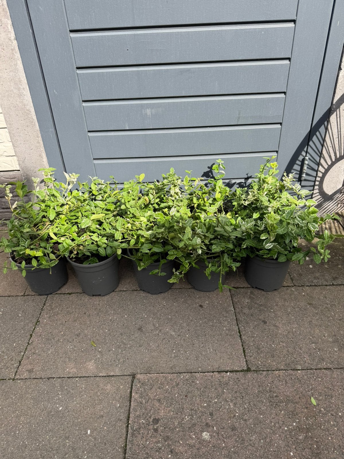 bonte kardinaalsmuts, Tuin en Terras, Ophalen, Overige soorten