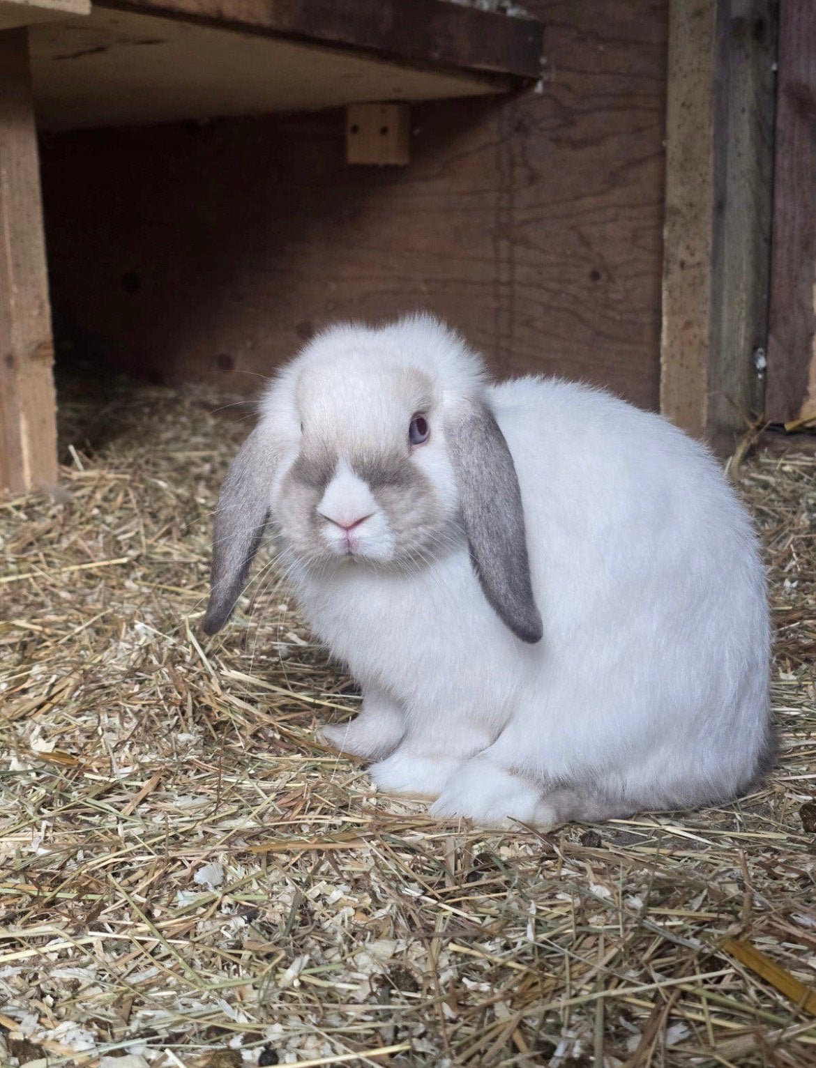 Mini hangoor voedster, Dieren en Toebehoren, Vrouwelijk, Dwerg, Hangoor