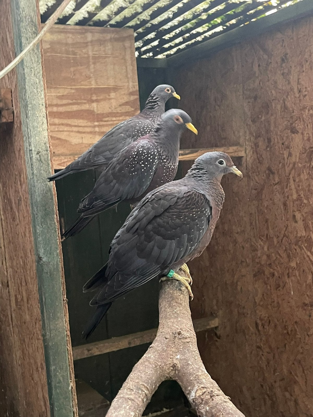 Verschillende soorten duiven: olijfduif, bronsvleugel, kuif, Dieren en Toebehoren, Vogels | Overige Vogels, Meerdere dieren, Geringd