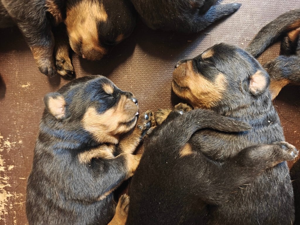 Nog enkele reutjes  beschikbaar, Parvo, 8 tot 15 weken, Meerdere, Meerdere dieren