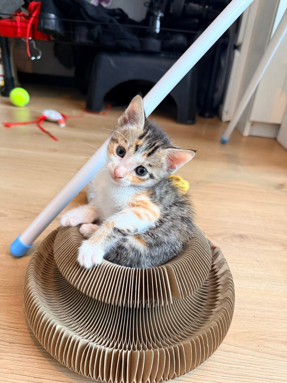 Half bengaalse kittens, Meerdere dieren, 0 tot 2 jaar
