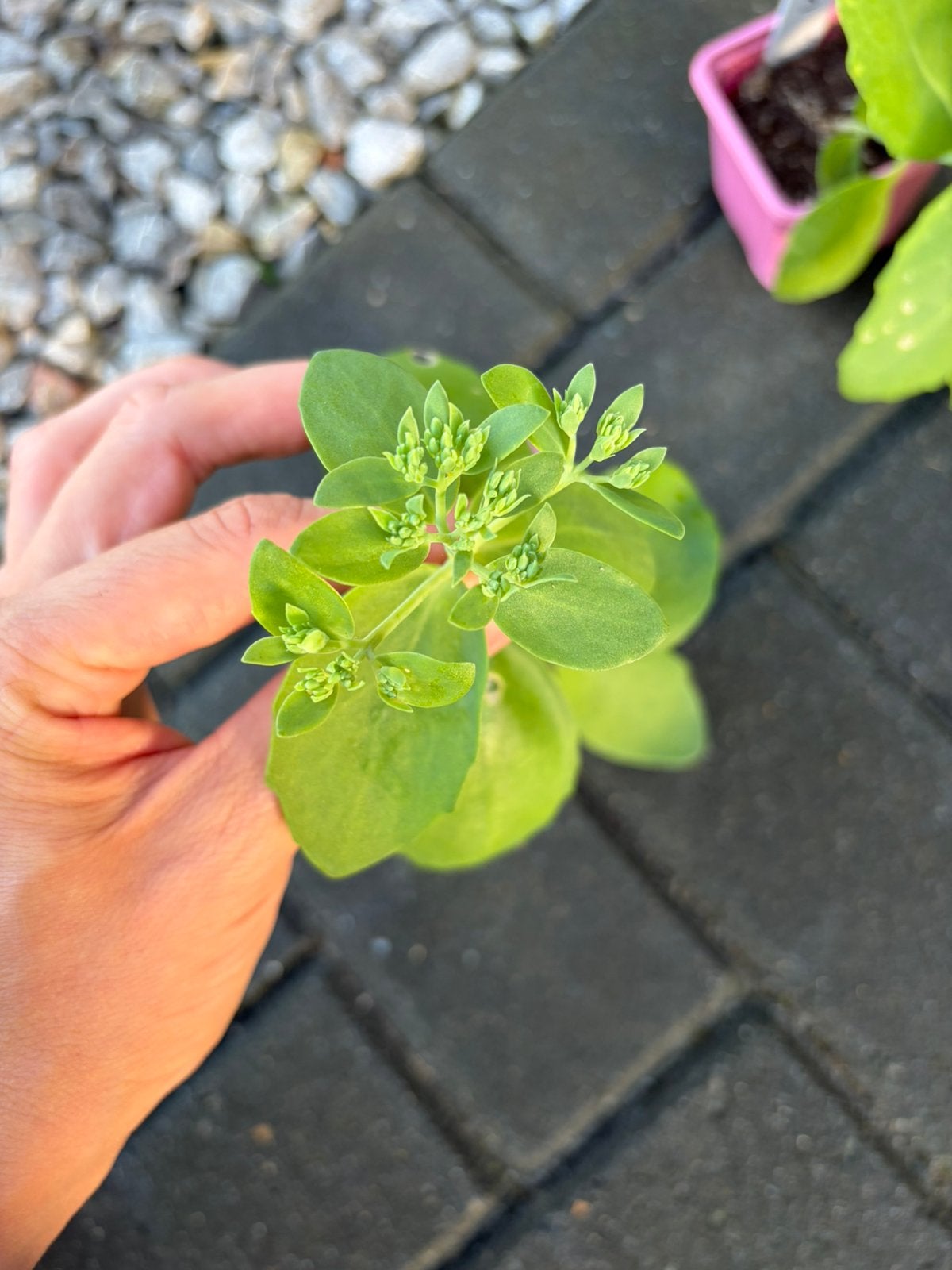 Sedum (vetkruid) - 2 beschikbaar in bieb, Tuin en Terras, Ophalen, Vaste plant, Overige soorten, Halfschaduw