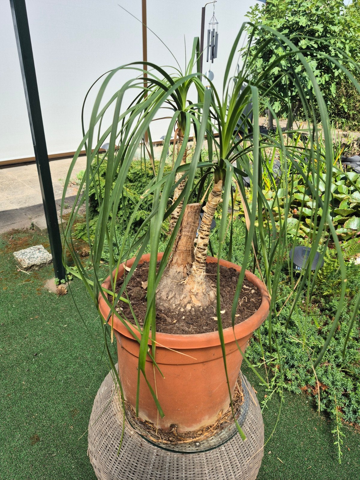 Olifantspoot (Beaucarnea recurvata) - Grote kamerplant, Tuin en Terras, Planten | Tuinplanten, Overige soorten, Volle zon, Ophalen