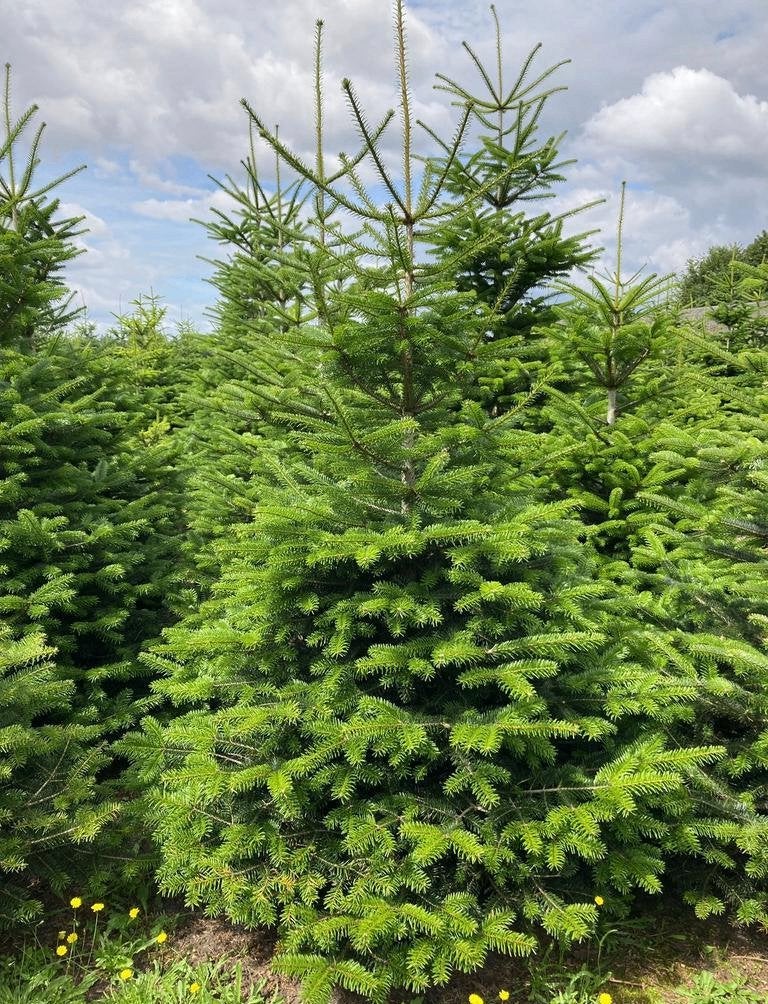 Kerstbomen Nordmann in Pot. 1.50-190 cmGezaagd 1.50-3.25 mtr, Tuin en Terras, Overige soorten, 100 tot 250 cm, Zomer, Ophalen